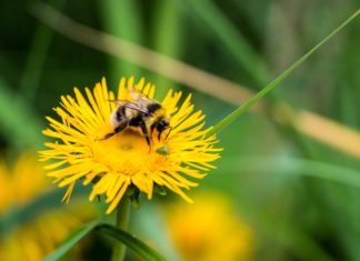 Bumblebee HD Wallpapers