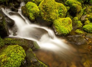 Mossy Forest HD Wallpapers