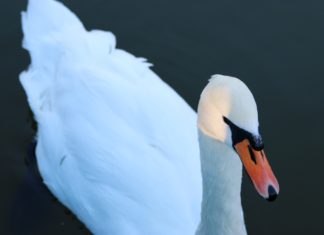 White Swan HD Wallpapers