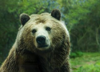 Big Brown Bear HD Wallpapers