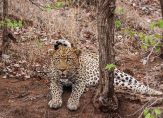 Leopard HD Wallpaper