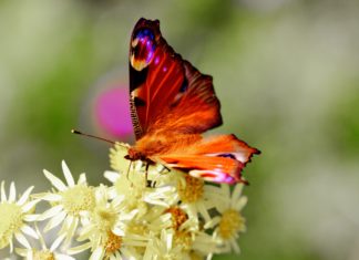Colorful Butterfly HD Wallpaper