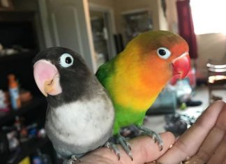 Woman Shared the Love Story of Her Parakeets and the Internet is in Love