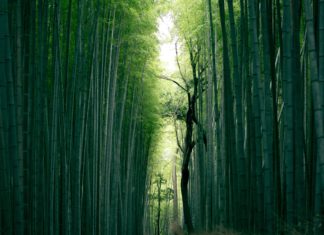 Bamboo Wallpapers