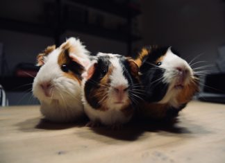 Guinea Pig Wallpapers