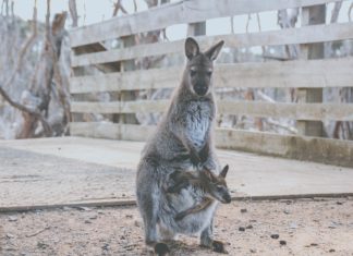 Kangaroo Wallpapers