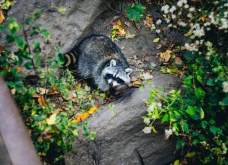 Raccoon Wallpapers
