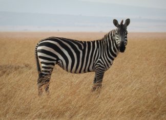 Zebra Wallpapers