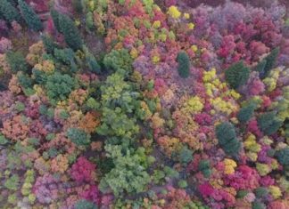 Breathtaking Utah Fall Colors Captured in This Drone Footage