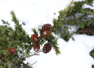 Pine Cones Wallpapers