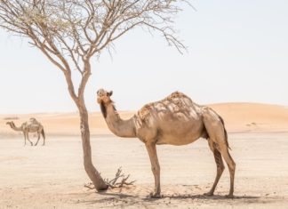 Camel Wallpapers