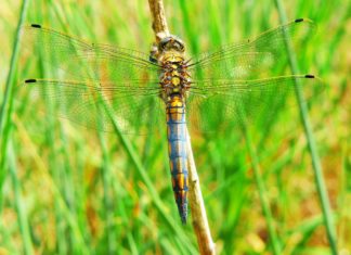 Dragonfly Wallpapers