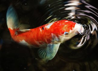 Koi Fish Wallpapers