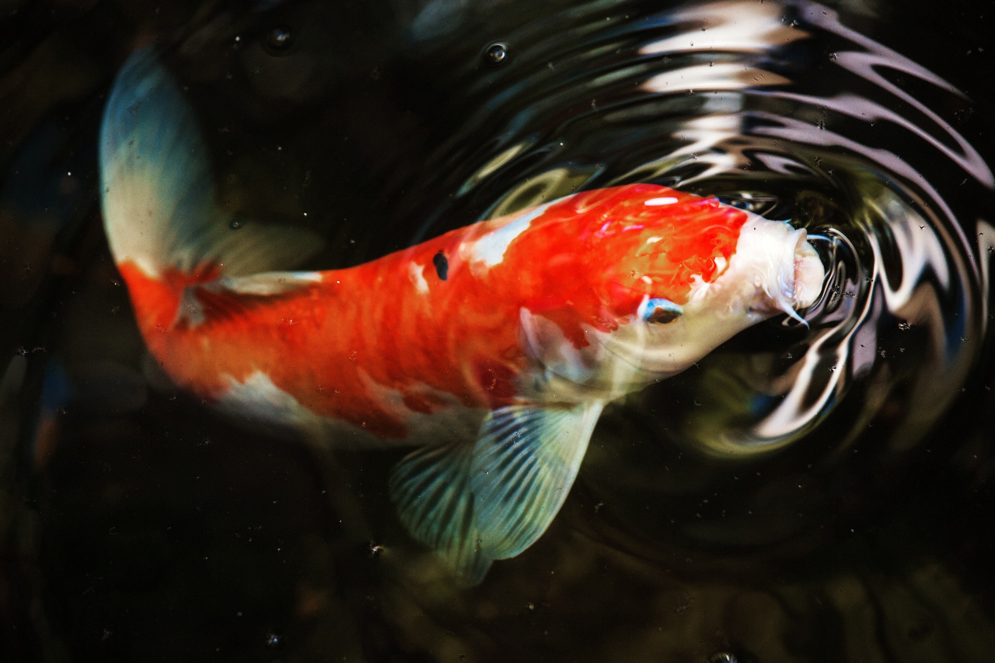 amazing-sushi-that-looks-like-koi-fish-kcp-japanese-language-school