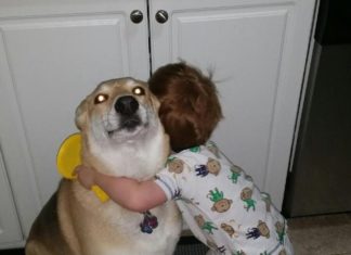 Dog Lover Wallpapers