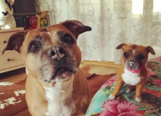 Artist Uses Real Pet’s Hair In Her Needle Felting Artworks