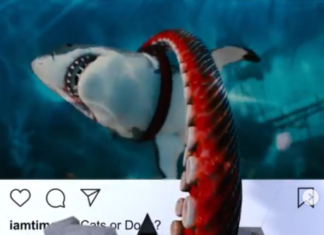 Tim Gray’s Animations Look Like They’re Breaking Out of Instagram Posts