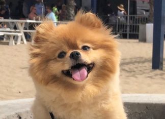 Chewie the Pomeranian is Cute as a Button