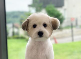 Who Knew That Dog Grooming Videos Could Be This Relaxing?