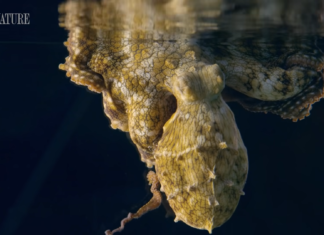 Can You Guess What This Octopus is Dreaming About?
