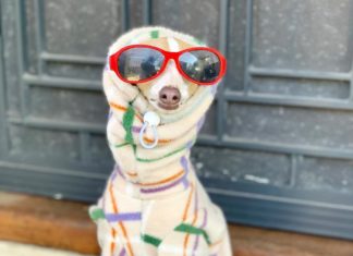This Italian Greyhound Will Inspire Your Next Outfit