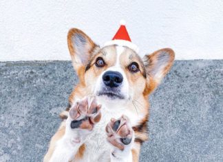 Here’s One Corgi You’ll Want to Follow on Instagram