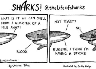 Learn Facts About Sharks Through These Funny and Witty Webcomics