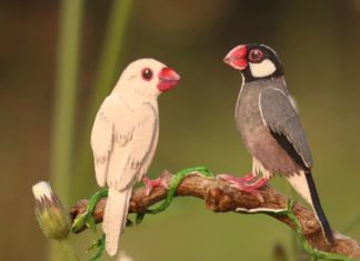 Tiny But Mighty: Nayan Shrimali and Vaishali Chudasama’s Paper Birds