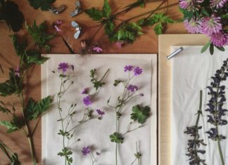 Lindsay Buck Catalogues Wildflower Specimens