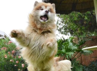 A Dog and a Parrot Join Forces, What Could Go Wrong?!