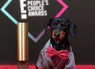 This Wiener Dog Doesn’t Let His Height Stop Him