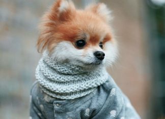 We’ve Fallen Head Over Paws for Pom Pom Chewy