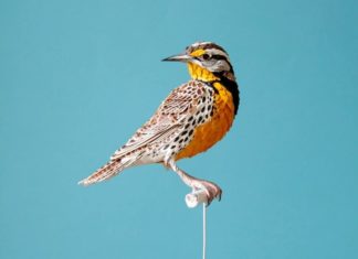 These Colorful Birds and Butterflies Are Actually Made Out of Paper