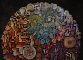 Moritz Schmid Invites You to Step Into the Magical World of Mushrooms