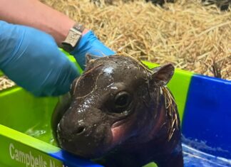 Meet Haggis the Hippo, Scotland’s Answer to Moo Deng