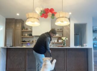 Funny Clip Shows How Hard It is to Get Things Done with Golden Retriever Puppy